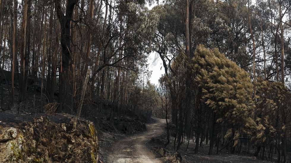 Zona de floresta ardida visitada pelo secretário-geral do Partido Socialista (PS), Pedro Nuno Santos (ausente da fotografia), em Cabanas de Viriato, no âmbito de uma visita aos territórios afetados pelos recentes incêndios, em Carregal do Sal, 24 de setembro de 2024. PAULO NOVAIS/LUSA