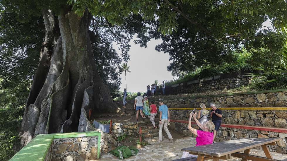 A maior árvore de Cabo Verde "Pé di Polon", na ribeira de Boa Entrada, um espaço requalificado, que passa a fazer parte do roteiro para turistas, na Assomada, ilha de Santiago, Cabo Verde, 28 de novembro de 2025. O poilão da Boa Entrada é um dos símbolos do turismo de natureza de Cabo Verde, diversificando além do sol e praia, apresentada como a maior e mais antiga árvore do arquipélago e que junta cada vez mais turistas. (ACOMPANHA TEXTO DA LUSA DO DIA 30 DE NOVEMBRO DE 2025) ELTON MONTEIRO/LUSA