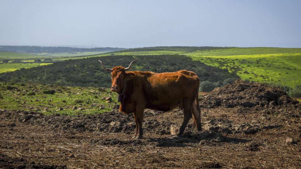Um pequeno grupo de produtores conseguiu recuperar a raça algarvia de bovinos, que chegou a ser dada como extinta, estando agora apostados no aumento do número destes animais para, em seguida, passarem à sua comercialização, 26 de fevereiro de 2026. (ACOMPANHA TEXTO DO DIA 08 DE MARÇO DE 2026) LUIS FORRA/LUSA