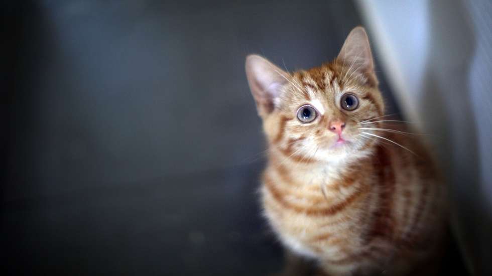 Gato