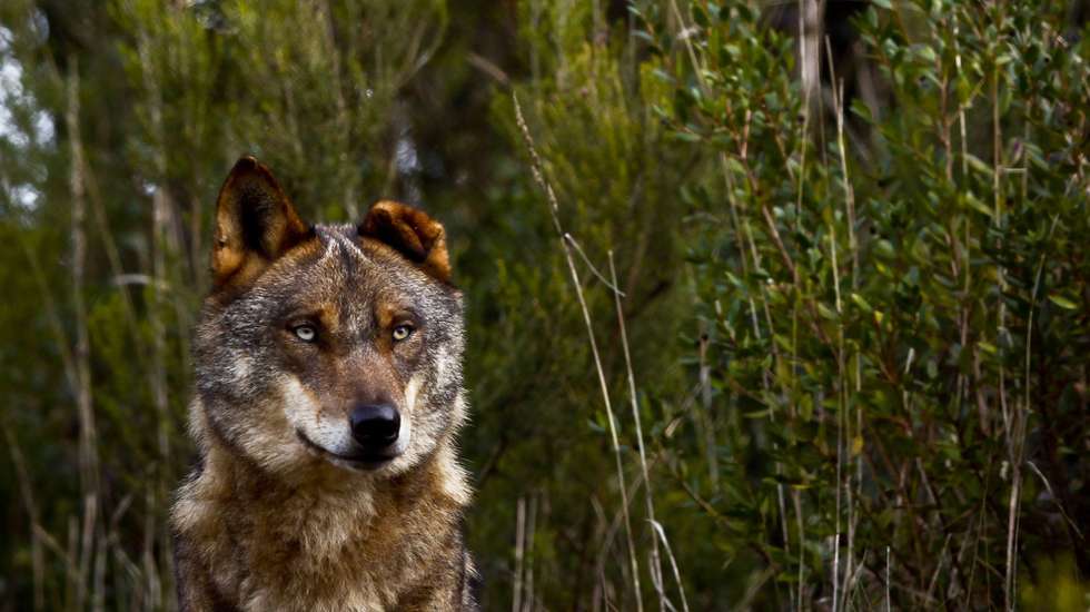 O "lobo não representa um perigo para o ser humano nas paisagens humanizadas da Europa, não existindo casos confirmados de ataques a pessoas, nomeadamente em Portugal", esclareceu a plataforma