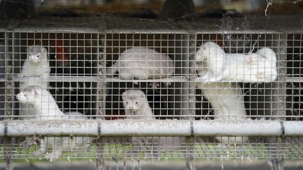 epa08798607 Minks in a farm in Gjoel in North Jutland, Denmark, 09 October 2020 (issued 04 November 2020). Reports on 04 November 2020 state that Denmark plans to cull all minks in the country's mink fur farms to contain a spread of a coronavirus mutation. A Covid-19 outbreak in mink farms in October 2020 saw similar measures.  EPA/Mads Claus Rasmussen DENMARK OUT