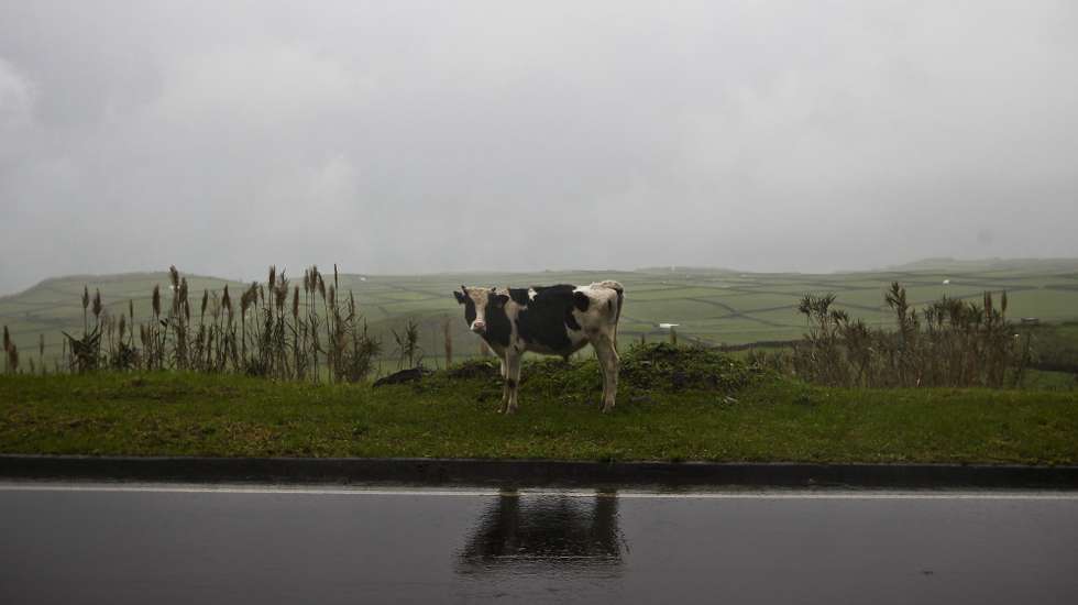 Uma vaca junto a uma estrada na Ilha Terceira, Açores, 15 de dezembro de 2012. MARIO CRUZ/LUSA