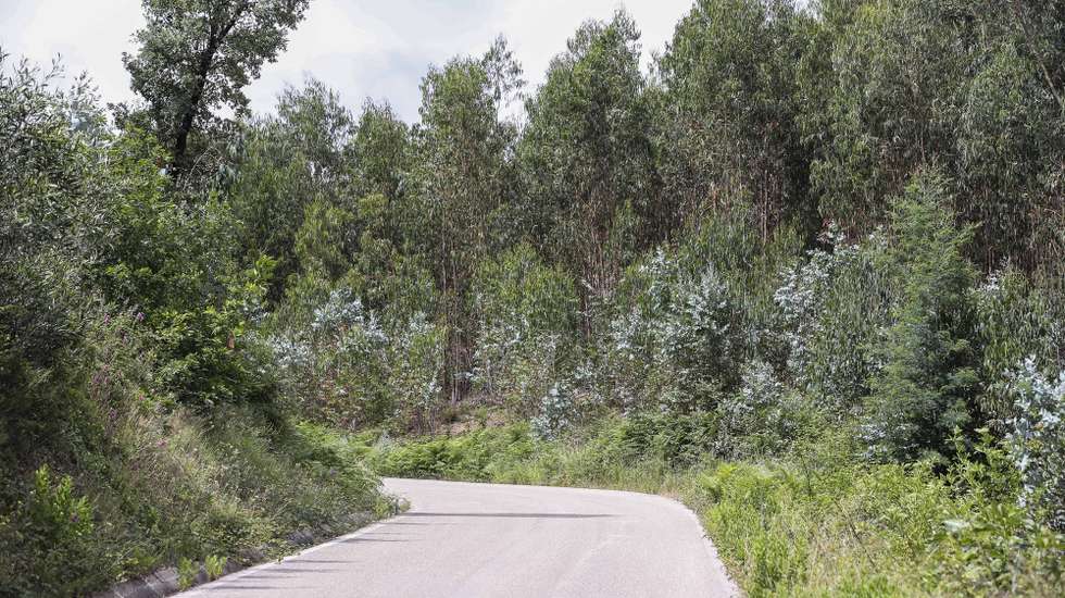 A floresta continua a crescer desordenada junto às aldeias onde o incêndio de junho de 2017 fez várias vítimas em terrenos votados ao abandono, sem qualquer gestão e onde ainda se podem observar árvores e ramos enegrecidos, Pedrógão Grande, 8 de junho de 2022 . Os incêndios que deflagraram em junho de 2017 em Pedrógão Grande e que alastraram a concelhos vizinhos provocaram a morte de 66 pessoas, além de ferimentos a 253 populares, sete dos quais graves. Os fogos destruíram cerca de meio milhar de casas e 50 empresas (ACOMPANHA TEXTO DO DIA 15 JUNHO 2022) PAULO NOVAIS/LUSA
