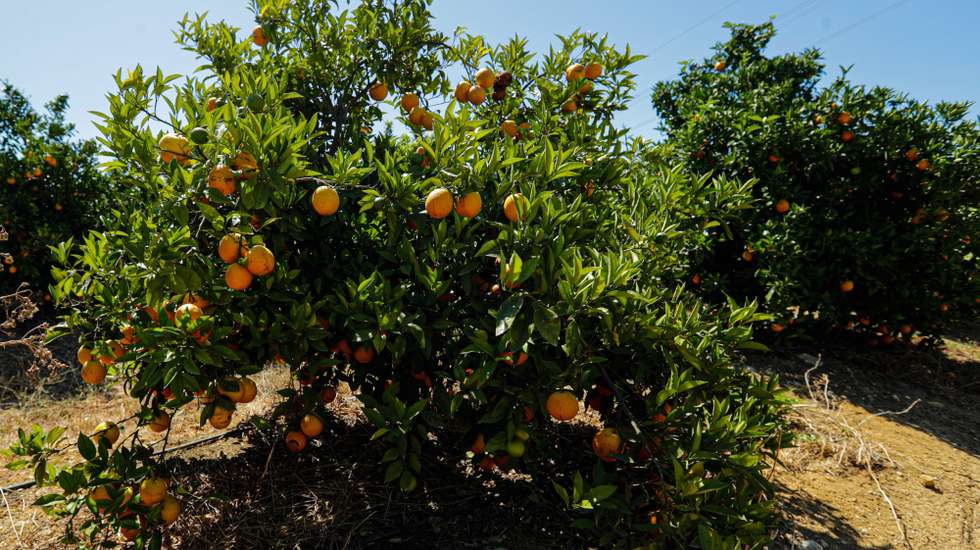 Tangerineira