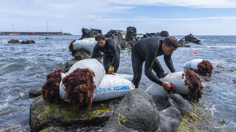 Fábio Silva (D) e Adriano Benjamim (E) são dois dos cinco apanhadores de algas que ainda mantêm a atividade na Graciosa, a segunda ilha mais pequena do arquipélago dos Açores, Praia, Santa Cruz da Graciosa, Graciosa, Açores, 18 de julho de 2023. (ACOMPANHA TEXTO DE 03-09-2023) ANTÓNIO ARAÚJO/LUSA