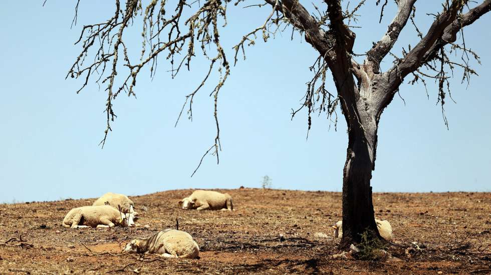 Ovelhas imóveis para se proteger do calor no terreno do criador de ovinos João Madeira, onde os termómetros chegam a marcar 42 graus, em Mértola, 26 de junho de 2023. Tem 2.500 animais numa propriedade em Mértola, pouca comida e água, e as forragens, quando existem, triplicaram de preço. A falta de alimentos é o pesadelo deste verão dos agricultores do Baixo Alentejo. (ACOMPANHA TEXTO DA LUSA DO DIA 03 DE JULHO DE 2023). NUNO VEIGA/LUSA