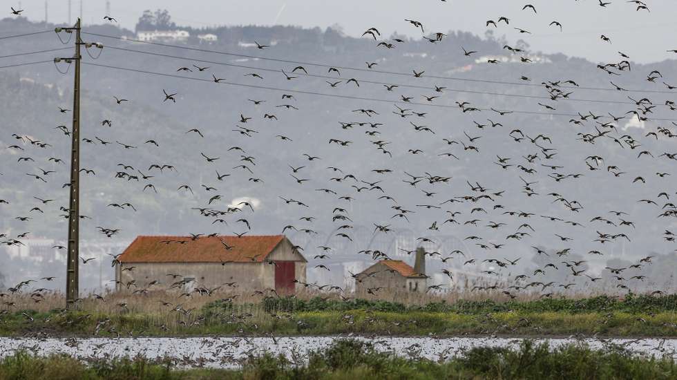 Maçarico-de-bico-direito na lezíria do Tejo, onde se estima que 200.000 a 300.000 aves de várias espécies migram anualmente entre o norte da Europa e o Estuário do rio Tejo, em Vila Franca de Xira, 07 de fevereiro de 2024. O Instituto da Conservação da Natureza e das Florestas (ICNF) chumbou a prorrogação da Declaração de Impacto Ambiental do aeroporto do Montijo com base em novos estudos sobre as aves. (ACOMPANHA TEXTO DA LUSA DO DIA 10 DE FEVEREIRO DE 2024). MIGUEL A. LOPES/ LUSA