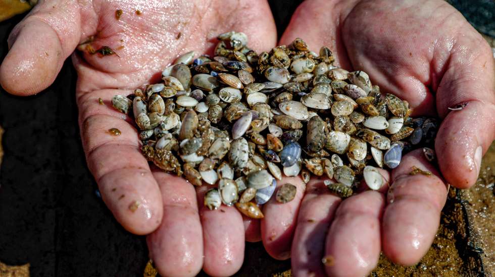 O primeiro viveiro de amêijoa em mar aberto do país, instalado no Algarve, estima produzir 300 toneladas por ano, quando os 100 hectares estiverem totalmente funcionais com os primeiros bivalves a saírem já este ano, em Lagos, 14 de maio de 2021. O projeto promovido pela Oceano Fresco começou a ser instalado em junho de 2020 e representa um investimento de 3,1 milhões de euros, assegurado por fundos comunitários do Programa MAR 2020, por capitais próprios e ainda com recurso a uma plataforma de financiamento colaborativo através de empréstimo (‘crowdlending’). (ACOMPANHA TEXTO DE 23 DE MAIO DE 2021. LUÍS FORRA/LUSA