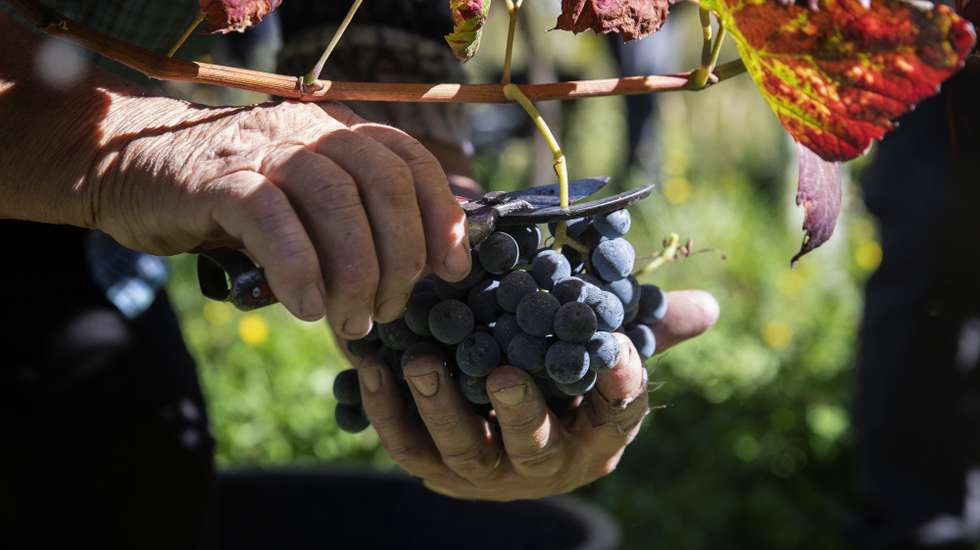 Trabalhadores participam nas vindimas numa quinta em Monção, Viana do Castelo, 27 de setembro de 2022. Segundo dados da Comissão de Viticultura da Região dos Vinhos Verdes (CVRVV), a sub-região de Monção e Melgaço tem uma área total de 45 mil hectares, 1.730 dos quais cultivados com vinha, sendo que a casta Alvarinho ocupa cerca de 1.340 hectares. (ACOMPANHA TEXTO DA LUSA DO DIA 28 DE SETEMBRO DE 2022). JOSÉ COELHO/LUSA