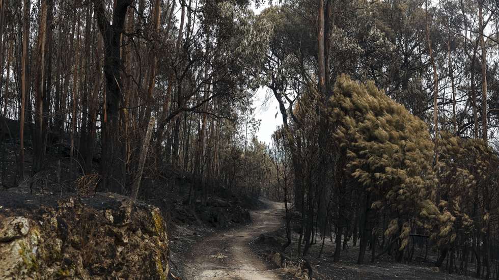 Zona de floresta ardida visitada pelo secretário-geral do Partido Socialista (PS), Pedro Nuno Santos (ausente da fotografia), em Cabanas de Viriato, no âmbito de uma visita aos territórios afetados pelos recentes incêndios, em Carregal do Sal, 24 de setembro de 2024. PAULO NOVAIS/LUSA