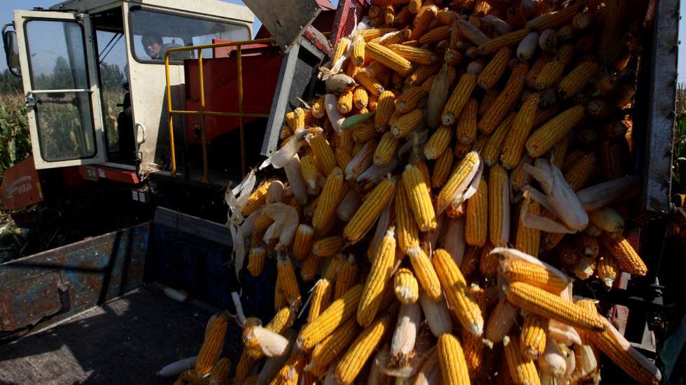 epa03895224 A Chinese farmer unloads corn cobs from a harvesting machine in rural Jiaozhou city, Shandong province, China, 04 October 2013. Autumn harvest season is coming as Chinese farmers begin to reap their crops. China's grain output reached a record high of 589.6 million tons in 2012 and is expected to reach a new record in 2013, according to the Ministry of Agriculture.  EPA/WU HONG