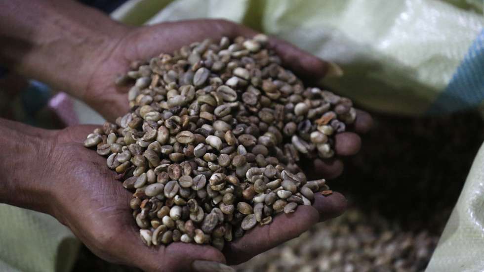 epa12079447 A worker holds coffee beans before roasting in the traditional manner using a spinning drum over a fire at a coffee processing workshop in Banda Aceh, Indonesia, 07 May 2025. Aceh is known as 'the city of a thousand coffee shops', where drinking coffee has become a local habit and cultural practice. According to data from the Central Statistics Agency (BPS), coffee exports from 2014 to 2023 were quite volatile; however, as of September 2024, coffee exports had risen from 276,335 tons in 2023 to 342,330 tons amid increasing demand in the global market.  EPA/HOTLI SIMANJUNTAK  ATTENTION: This Image is part of a PHOTO SET