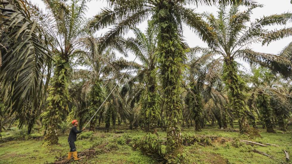 epa10899168 A palm oil farmer harvests palm fruits at a plantation operated by a local community in the Tenggulun, Aceh, Indonesia, 04 October 2023. Aceh local government has encouraged palm oil farmers to increase production by improving agricultural systems starting from the maintenance process to marketing aimed to produce sustainable palm oil products, without converting forest areas into oil palm plantations.  EPA/HOTLI SIMANJUNTAK