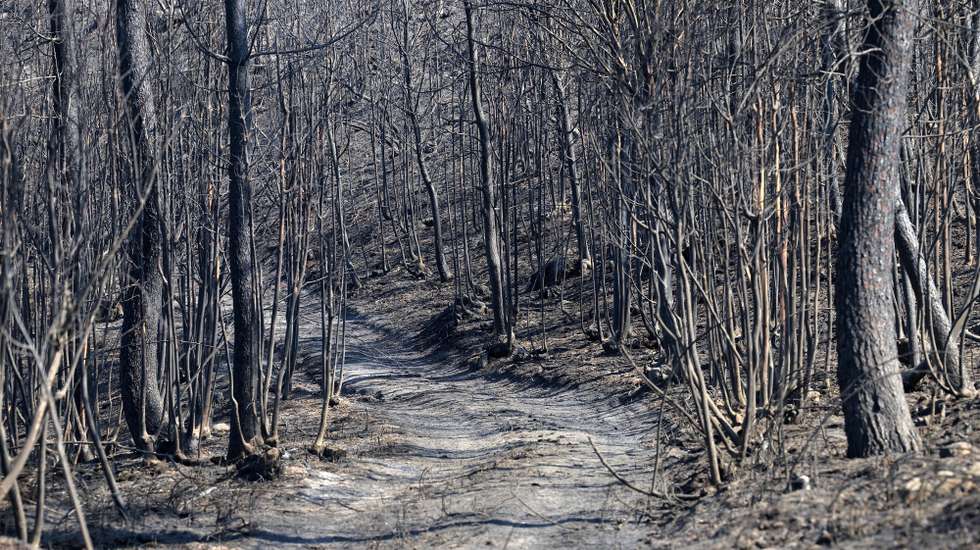 Floresta pós incêndio