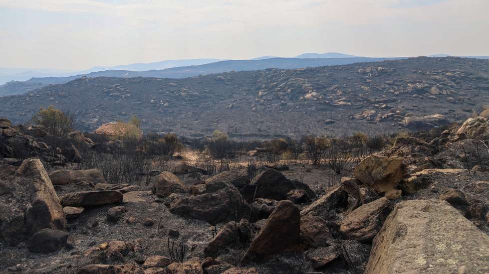 O incêndio que deflagrou na sexta-feira em Freixo de Espada à Cinta deixou um rasto de destruição ambiental na área protegida do Douro Internacional e avultados prejuízos em várias culturas agrícolas como olival, amendoal e floresta, Freixo de Espada à Cinta, Bragança, 19 de agosto de 2025. Localidades como Lagoaça, Fornos, Mazouco, Poiares e Freixo de Espada à Cinta, no concelho como mesmo nome, a que se juntam Carviçais e Mós, no concelho de Torre de Moncorvo, e Estevais, Meirinhos e Quintas das Quebras, já no concelho de Mogadouro, viram os seus territórios pintados de negro por um incêndio que galgou terreno a alta velocidade, empurrado pelos fortes ventos que se fizeram sentir, o que dificultou o controlo das chamas por parte dos bombeiros. (ACOMPANHA TEXTO). FRANCISCO PINTO/LUSA