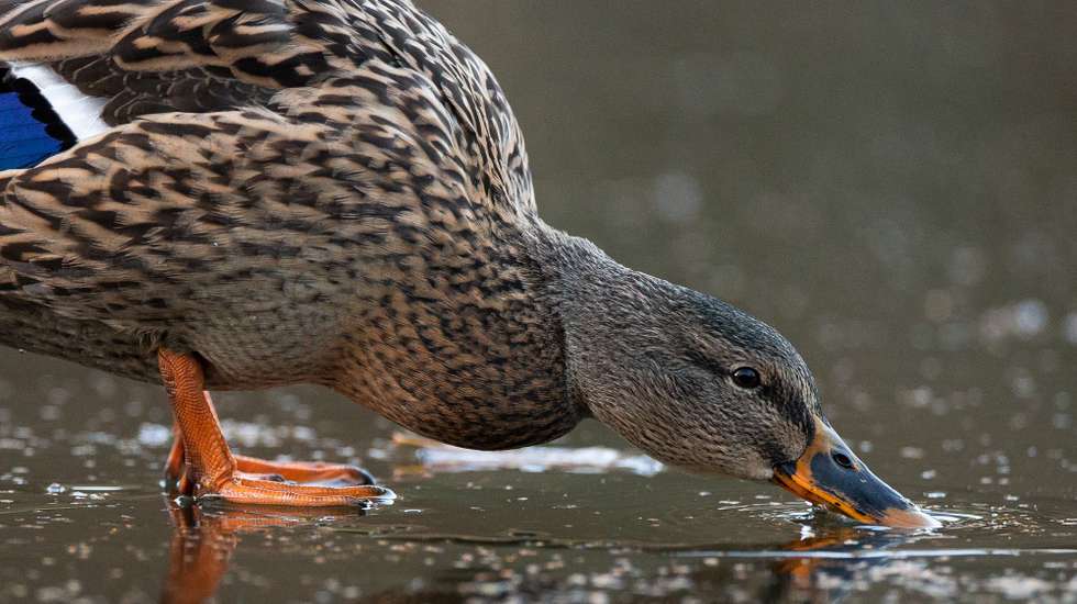 epa10375716 A duck takes a drink while standing on a frozen lake in Holmfirth, Britain, 21 December 2022.  EPA/ADAM VAUGHAN