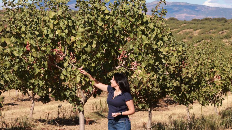 A agricultora, Cátia Afonso, inspeciona uma árvore de pistácio no seu pomar, em Torre de Moncorvo, Bragança, 08 de outubro de 2025. A cultura de pistácios na região do Douro Superior e Vale da Vilariça está a ser encarada como recurso com bastante potencial produtivo, sendo um fruto seco com escoamento garantido, havendo já apostas consideráveis para o seu cultivo. (ACOMPANHA TEXTO DA LUSA DO DIA 11 DE OUTUBRO DE 2025). FRANCISCO PINTO/LUSA