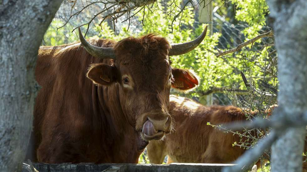 Um pequeno grupo de produtores conseguiu recuperar a raça algarvia de bovinos, que chegou a ser dada como extinta, estando agora apostados no aumento do número destes animais para, em seguida, passarem à sua comercialização, 26 de fevereiro de 2026. (ACOMPANHA TEXTO DO DIA 08 DE MARÇO DE 2026) LUIS FORRA/LUSA