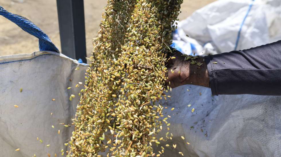 epa12088818 Fresh 'Freekeh' grains are piled up during one of the phases of its production on a farm near the West Bank city of Jenin, 10 May 2025. Freekeh is a cereal food made from green wheat that goes through a roasting process during its production. It is an ancient dish that is popular all over the region in Palestine, Jordan, and Egypt. The wheat is harvested while the grains are yellow and the seeds are still soft, then it is piled and sun-dried. The piles are then set on fire so only the straw and chaff burn.  EPA/ALAA BADARNEH