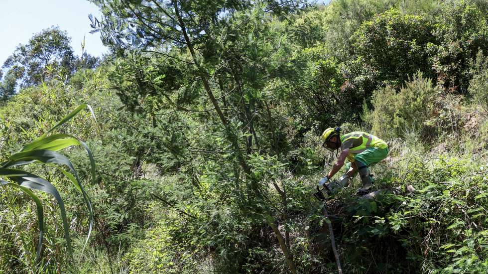 Incêndio em mato