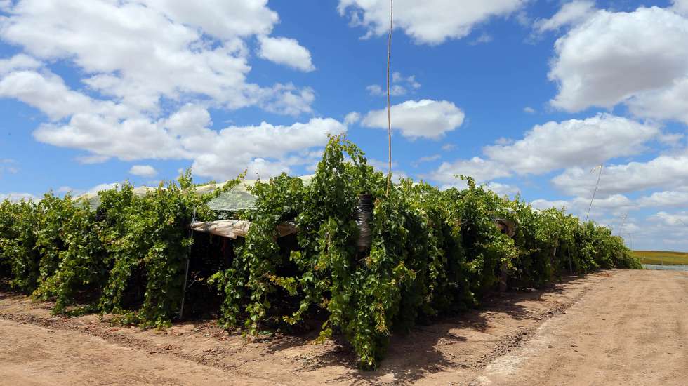 Vinhas da empresa Vale da Rosa, em Ferreira do Alentejo, 30 de junho de 2017. NUNO VEIGA/LUSA