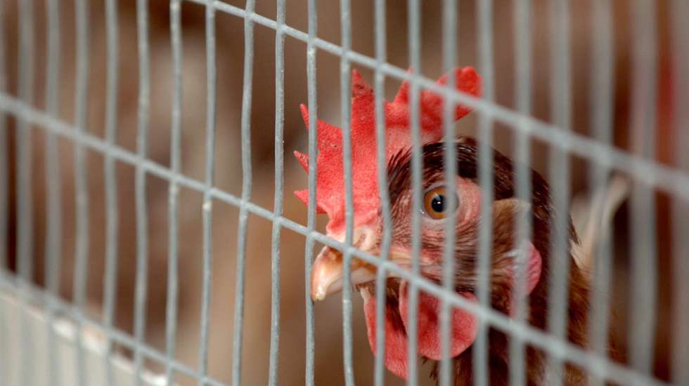 epa00595385 (FILES) A picture dated 25 October 2005, shows a chicken standing behind bars at a poultry farm in Duesseldorf, Germany. There have been no serious violations concerning the compulsory in-door keeping of poulry in the state of North Rhine Westphalia. The around 20,000 poultry farmers in the state adhered to the regulation to keep chicken in-doors,  the Ministry of Agriculture of  North Rhine Westphalia stated on Tuesday, 13 December 2005. The regulation was issued to protect poultry from the bird flue. Violations were fined with up to 50,000 euros. The regulation which came into effect on 15 September 2005 will be lifted on 15 December 2005. All test results for the bird flu virus tested negative.  EPA/Federico Gambarini