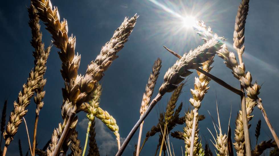 epa05436590 Crops on a field in front of a clear sky in Bad Vilbel, Germany, 22 July 2016. Due to expected rains during the weekend in South Hesse, the farmers will have to wait for dry days in order to continue the harvest.  EPA/FRANK RUMPENHORST