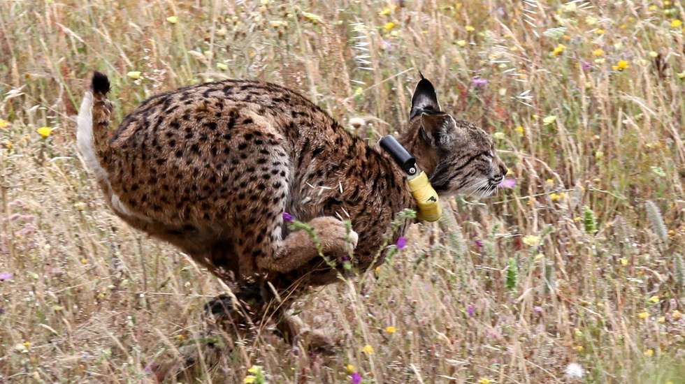 O lince ibérico — mamífero endêmico da Península Ibérica — chegou a ser a espécie de felino mais ameaçada de extinção no planeta