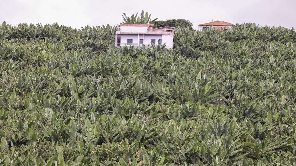 Uma exploração agrícola de banana da Madeira em Câmara de Lobos, Madeira, 15 de setembro de 2023. PAULO NOVAIS/LUSA