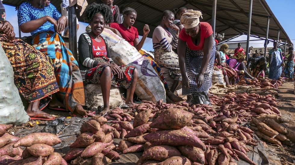 Milhares de famílias em Chimoio, a capital de Manica, trocaram o pão por mandioca, batata-doce ou inhame para contornar a alta de preços do trigo importado, 20 maio 2022. No mercado 38 Milímetros, o principal mercado informal de Chimoio, regista um grande movimento de pessoas, muitas inclinadas para escolher e comprar molhos de batata-doce ou mandioca, arrumados em sacos de ráfia. (ACOMPANHA TEXTO DO DIA 25 MAIO 2022).   ANDRÉ CATUEIRA / LUSA