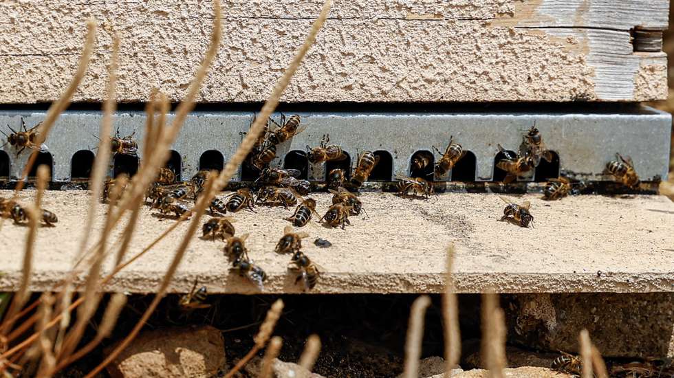 Abelhas numa colmeia, em Tavira, 31 de maio de 2023. A apicultura do Algarve enfrenta o segundo ano de dificuldades devido aos efeitos da seca e aumento dos custos de produção, sem contar com qualquer apoio do ministério da Agricultura, criticou a Melgarbe – Associação de Apicultores do Sotavento Algarvio. (ACOMPANHA TEXTO DA LUSA DO DIA 05 DE JUNHO DE 2023). LUÍS FORRA/LUSA
