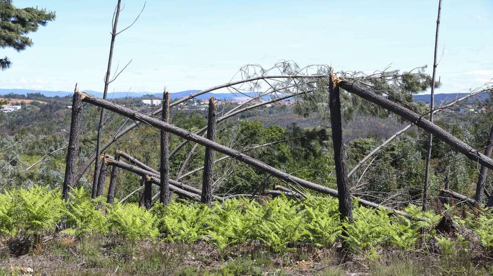 Destroços após mau tempo em Leiria