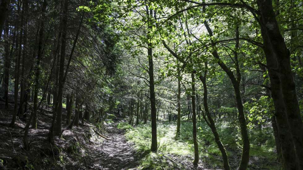 Florestas em que sete anos depois dos incêndios de Pedrógão Grande, alguma coisa mudou no território afetado pelos fogos. Há aldeias mais seguras e projetos que poderão mudar a paisagem, mas o eucaliptal abandonado está tão presente que quase parece “autóctone”, Figueiró de Vinhos,  24 de maio de 2024. (ACOMPANHA TEXTO DE 04-06-2024) PAULO NOVAIS/LUSA