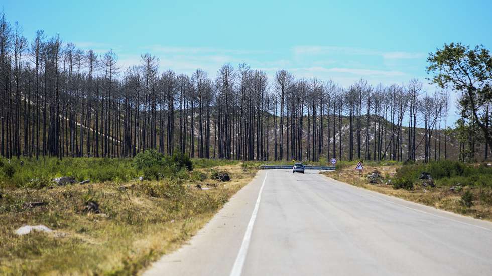 Vista do Pinhal de Leiria, em Vieira de Leiria, 31 de julho 2020. Há milhares de pinheiros a crescer na Mata Nacional de Leiria quase três anos após o incêndio que destruiu quase toda a floresta do concelho da Marinha Grande, apontando o ICNF - Instituto da Conservação da Natureza e das Florestas para uma taxa de sucesso de regeneração superior a 80%. (ACOMPANHA TEXTO DE 9 DE AGOSTO DE 2020). PAULO CUNHA /LUSA