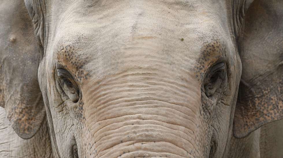 epa05473177 An elephant is seen at Phnom Tamao Wildlife Rescue Center in Takeo province, Cambodia, 11 August 2016. Conservation non-governmental organization Wildlife Alliance celebrated the world Elephant Day by showing its achievement of Zero Poaching for the Asian elephant population of the Cardamom Rainforest in the last decade. 37 wild Asian elephants were poached in the Cardamom Rainforest between 2000 and in 2006.  EPA/MAK REMISSA