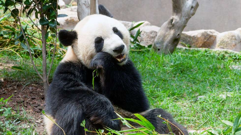 O miRNA do bambu influencia os hábitos alimentares dos pandas gigantes, modificando o olfato e o paladar daqueles animais
