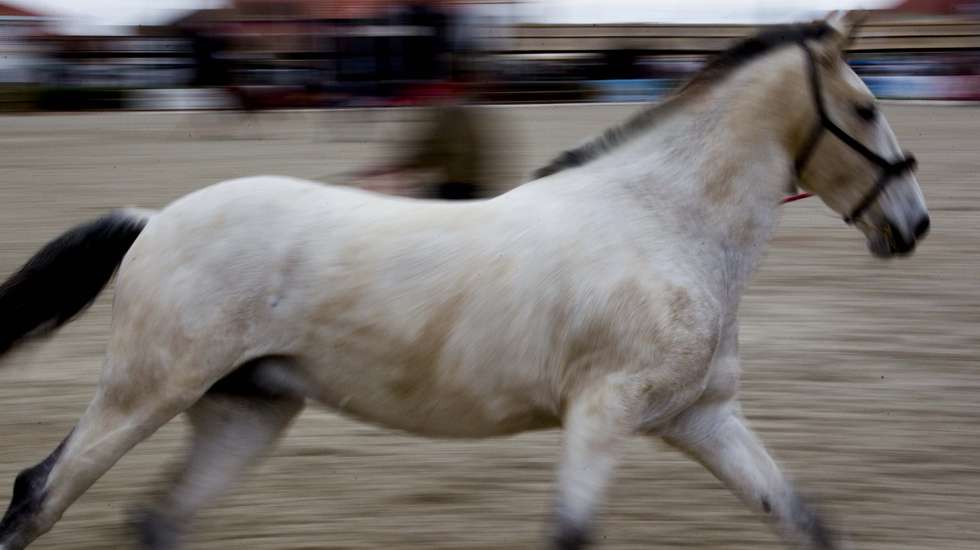 Feira do Cavalo