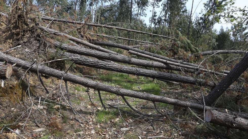 Árvores derrubadas devido após passagem da tempestade Kristin, em Pedrógão Grande, 25 de março de 2026. O território marcado pela passagem do incêndio de Pedrógão Grande em 2017 está preocupado com a aproximação do verão, depois de a tempestade de janeiro ter deixado centenas de quilómetros de caminhos florestais impedidos e mais combustível no terreno para arder. (ACOMPANHA TEXTO DA LUSA DO DIA 27 DE MARÇO DE 2026). PAULO NOVAIS/LUSA