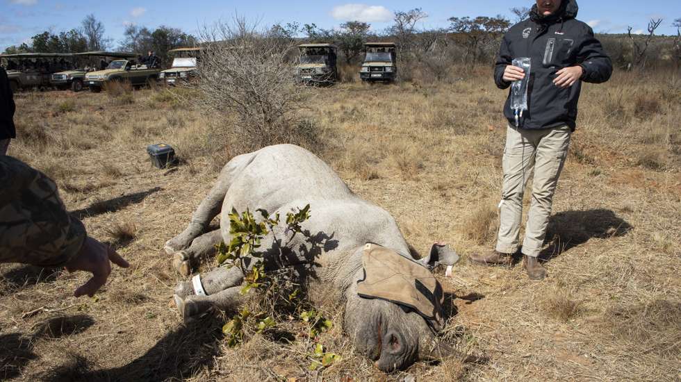 epa10743122 A darted black rhino lies on its side after it was darted from a helicopter at a private game reserve near Polokwane, South Africa, 12 July 2023 (Issued on 13 July 2023). The calf was attacked by a lion when he was younger and is suffering from tendon damage on his rear right leg. The vets took a plaster cast of his leg to ultimately make him a prosthetic leg in order for him to walk as naturally as possible. The entire operation was monitored by veterinary students from around the world as part of the annual SYMCO wildlife veterinary symposium held in South Africa. The aim of SYMCO is to highlight the importance of wild vets on wildlife conservation worldwide and to promote the debate and exchange of ideas within the veterinary community around wildlife conservation.  EPA/KIM LUDBROOK