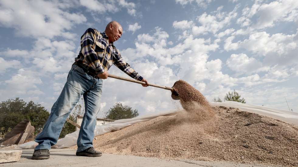epa10860460 Ukrainian farmer Yakiv Marynchenko, 67, shows wheat grains on his farm, near the frontline town of Orikhiv, Zaporizhzhia region, southeastern Ukraine, 14 September 2023. Ukrainian farmer Yakiv Marynchenko, who owns the farm since 1995, cultivates sunflowers, wheat and other grains. He also owned a mill, but it was destroyed when Russian shelling hit his farm at the end of August 2023. The war in Ukraine has significantly impacted food security at the national and global levels, posing a threat to the worldwide food supply, according to the Food and Agriculture Organization of the United Nations (FAO). Russian troops entered Ukrainian territory in February 2022, starting a conflict that has provoked destruction and a humanitarian crisis.  EPA/KATERYNA KLOCHKO