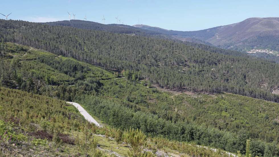 Florestas em que sete anos depois dos incêndios de Pedrógão Grande, alguma coisa mudou no território afetado pelos fogos. Há aldeias mais seguras e projetos que poderão mudar a paisagem, mas o eucaliptal abandonado está tão presente que quase parece “autóctone”, Figueiró de Vinhos,  24 de maio de 2024. (ACOMPANHA TEXTO DE 04-06-2024) PAULO NOVAIS/LUSA