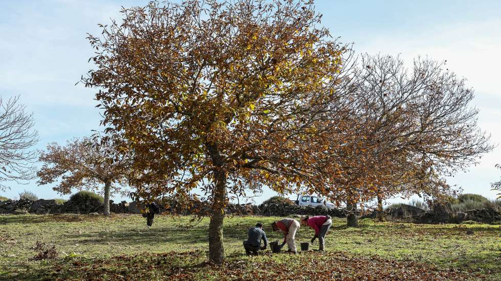 Trabalhadores apanham manualmente as castanhas, em Penedono, 07 de novembro de 2024. A insuficiência de trabalhadores tem obrigado os produtores a recorrerem a meios mecânicos para a apanha, que, embora possibilitem uma apanha mais rápida, também destroem muitos frutos. (ACOMPANHA TEXTO DA LUSA DO DIA 09 DE NOVEMBRO DE 2024). PAULO NOVAIS/LUSA