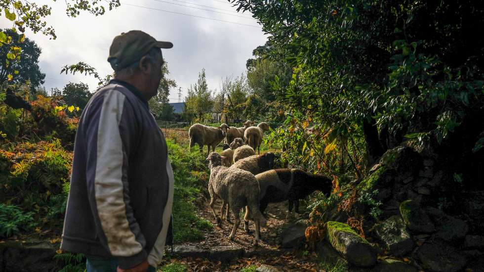 Arnaldo Magalhães, agricultor, com o seu rebanho de ovelhas, no seu de terreno cultivado que constitui parte da Reserva Agrícola Nacional e Reserva Ecológica Nacional de Vila Nova de Gaia, onde o consórcio AVAN Norte (Mota-Engil, Teixeira Duarte, Alves Ribeiro, Casais, Conduril e Gabriel Couto) pretende construir a estação ferroviária de alta velocidade (TGV), em Vila Nova de Gaia, 20 de outubro de 2025. (ACOMPANHA TEXTO DA LUSA DO DIA 21 DE OUTUBRO DE 2025). JOSÉ COELHO/LUSA