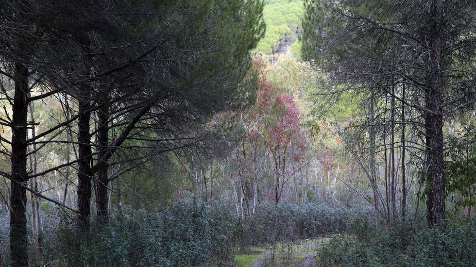 Um trilho na Herdade da Contenda