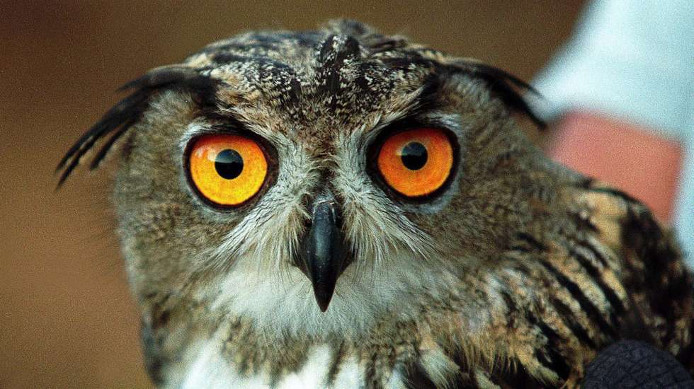 Esta ocorrência poderá ser a "primeira evidência de predação por aves no mesmo registo fóssil"