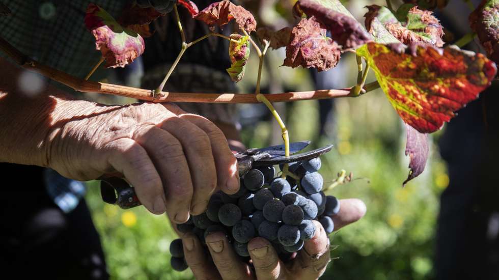 Trabalhadores participam nas vindimas numa quinta em Monção, Viana do Castelo, 27 de setembro de 2022. Segundo dados da Comissão de Viticultura da Região dos Vinhos Verdes (CVRVV), a sub-região de Monção e Melgaço tem uma área total de 45 mil hectares, 1.730 dos quais cultivados com vinha, sendo que a casta Alvarinho ocupa cerca de 1.340 hectares. (ACOMPANHA TEXTO DA LUSA DO DIA 28 DE SETEMBRO DE 2022). JOSÉ COELHO/LUSA