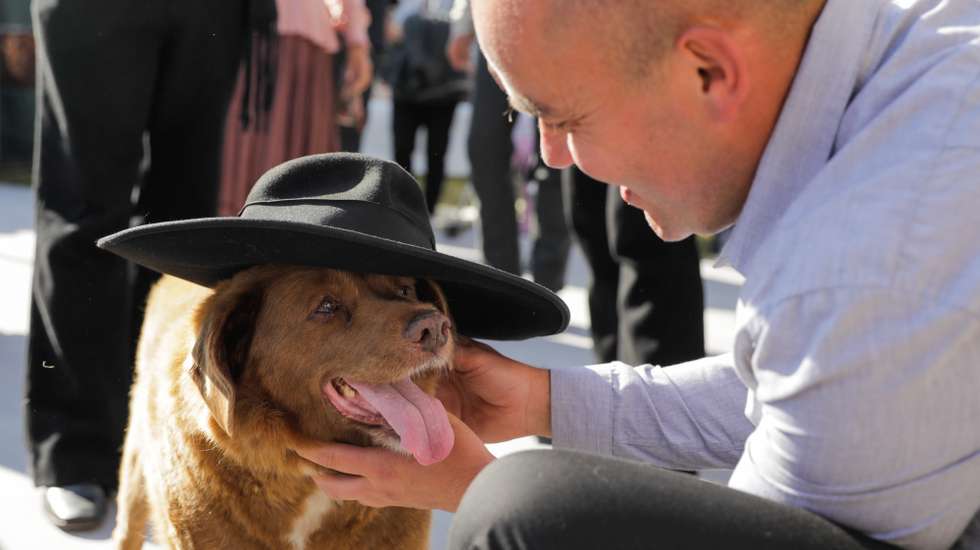 Leonel Costa plays with Bobi, a 31-year-old dog, that has celebrated his birthday as a celebrity in rural village of Conqueiros, in Leiria, central Portugal after being declared the world's oldest dog ever two months ago by Guinness World Records, Leiria, 13 May 2023. Bobi's owner kept him in secret as a child after his parents said they couldn't keep the litter of new pups. His owners attribute his longevity to his diet of human food. PAULO CUNHA/LUSA