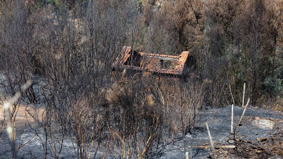 Floresta queimada pelo fogo de 15 de agosto, no incêndio em Avô, em Oliveira do Hospital, 25 de agosto de 2025. PAULO NOVAIS/LUSA