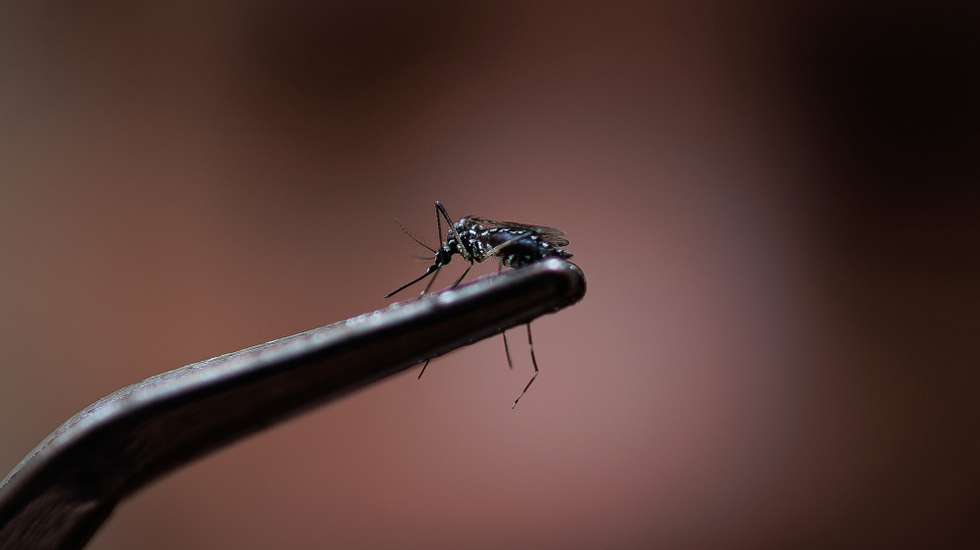 epa11202843 A view of a dengue-transmitting mosquito (Aedes aegypti) in Sao Paulo, Brazil, 06 March 2024. Authorities in Sao Paulo, Brazil's most populous city, incorporated a new drone patrol on 05 March to combat the explosion of dengue cases in the region, which declared a state of emergency due to the spread of the disease.  EPA/Isaac Fontana